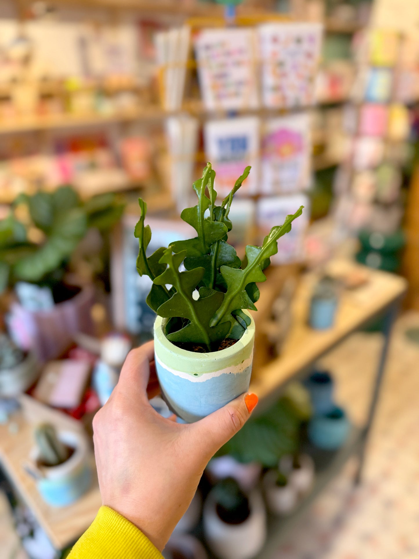 Fishbone Cactus