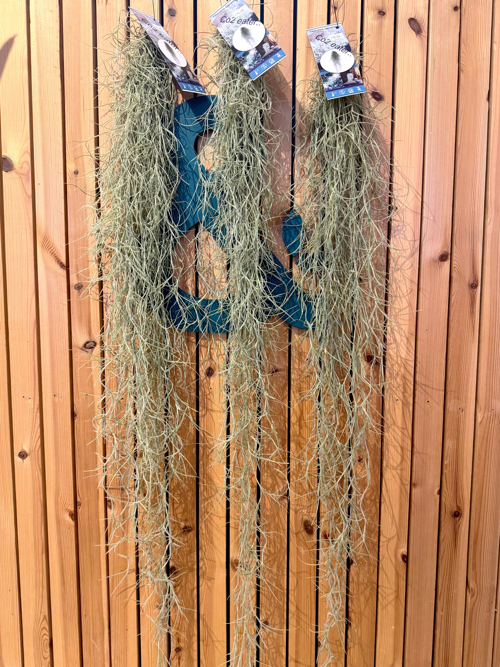 spanish moss air plant Spanish Moss Large Air Plant – Concrete & Cacti
