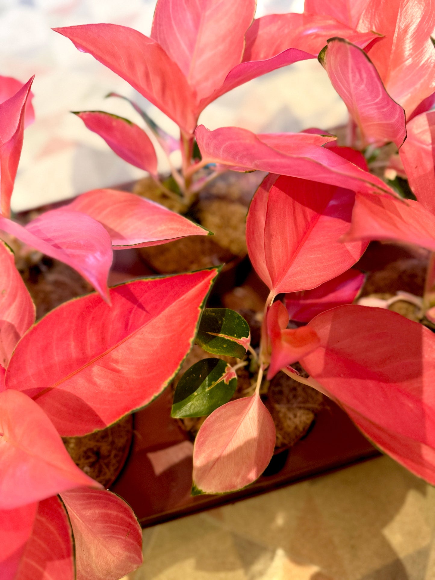 Aglaonema Cherry Baby