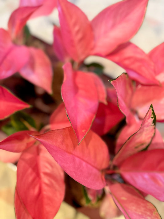 Aglaonema Cherry Baby