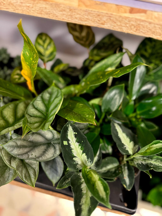 Mixed Luxury Mini Houseplants