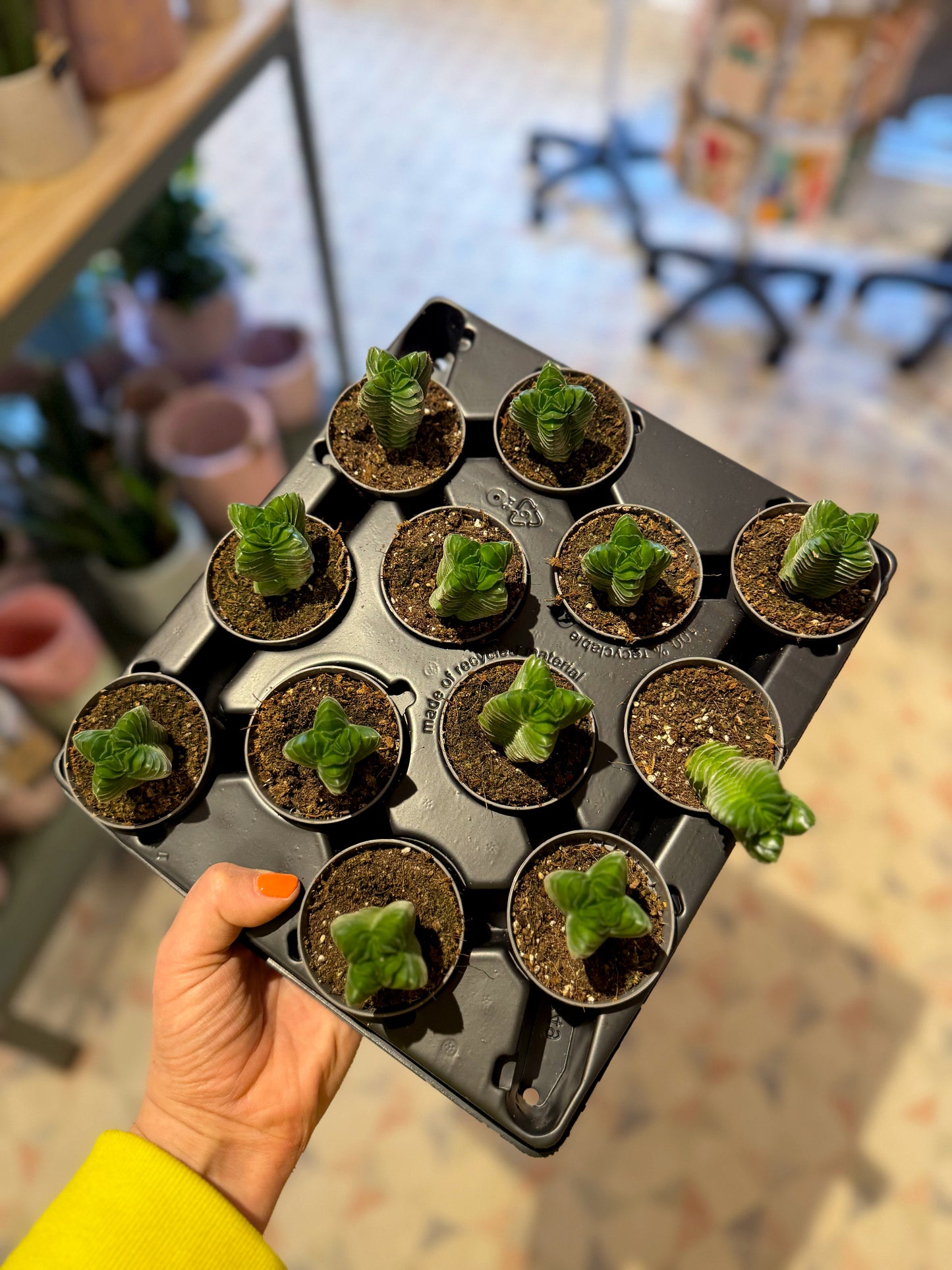 Crassula Buddha's Temple