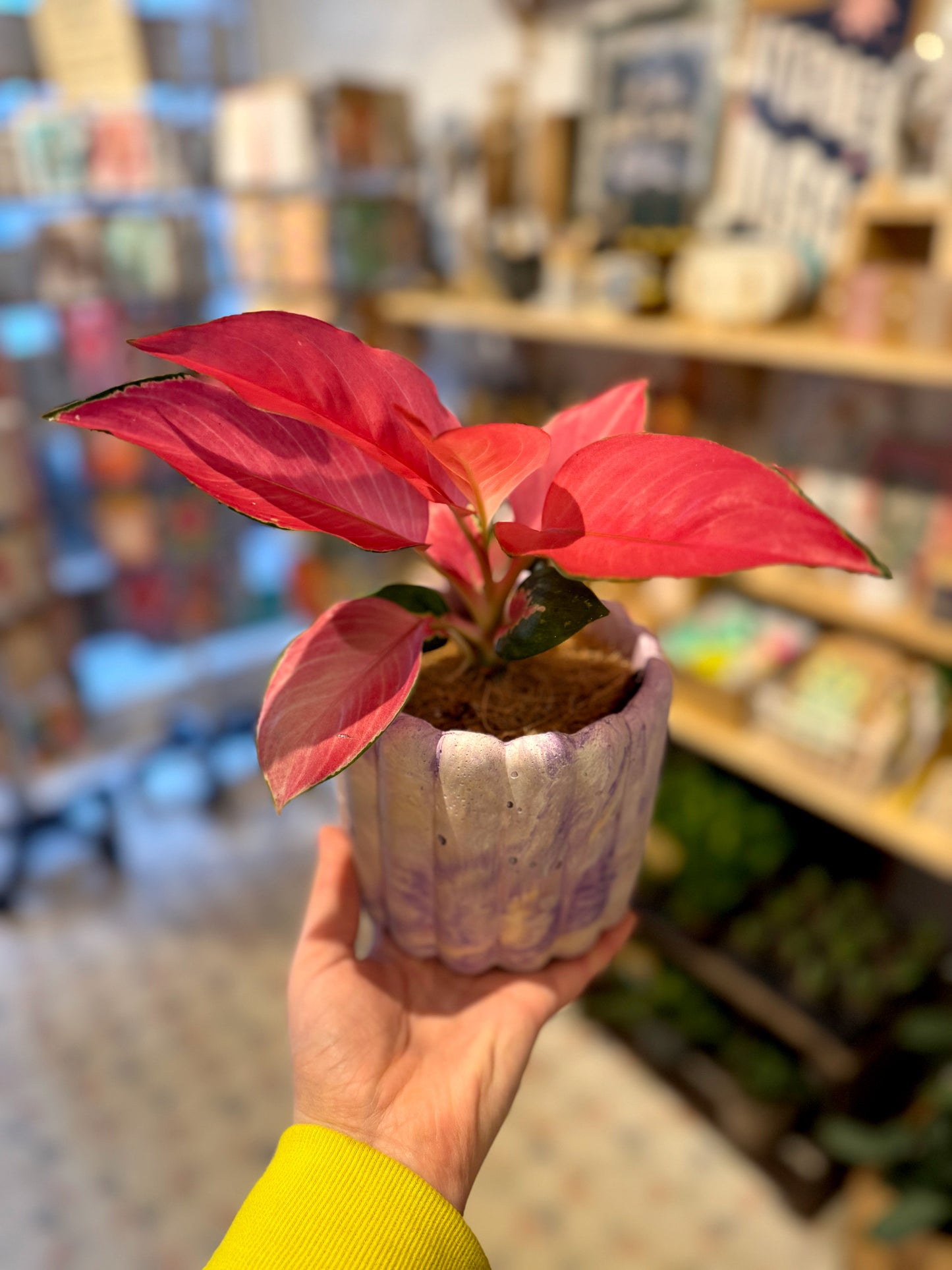 Aglaonema Cherry Baby