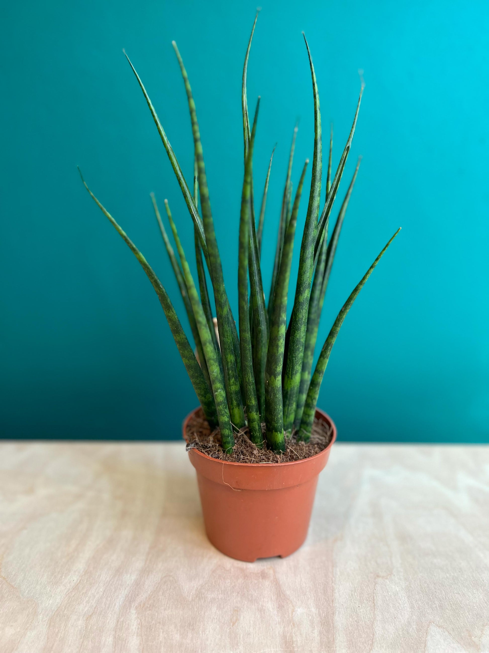 sansevieria fernwood musica Sansevieria Fernwood Mikado – Concrete & Cacti