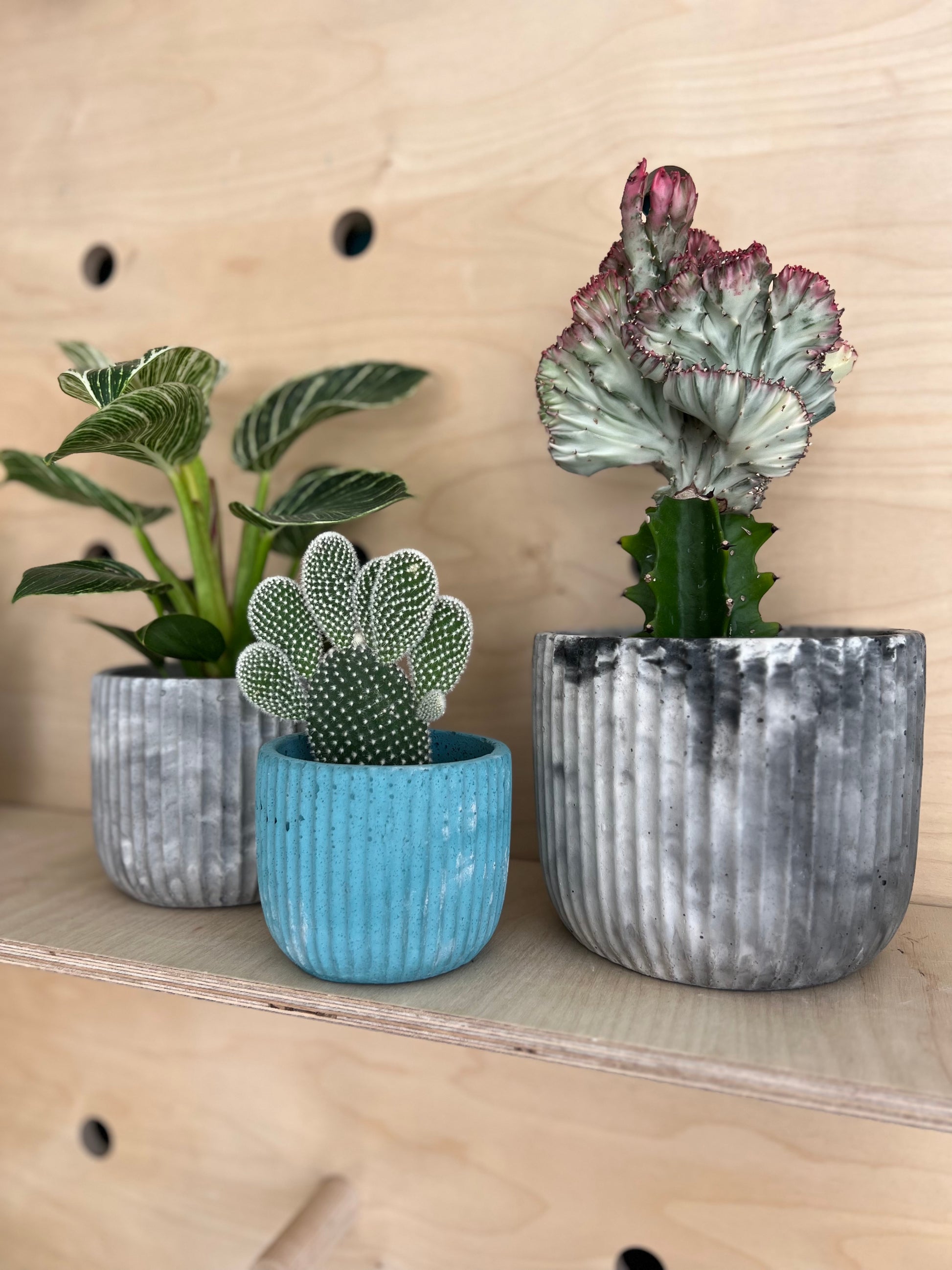 The Ribbed Pot – Concrete & Cacti