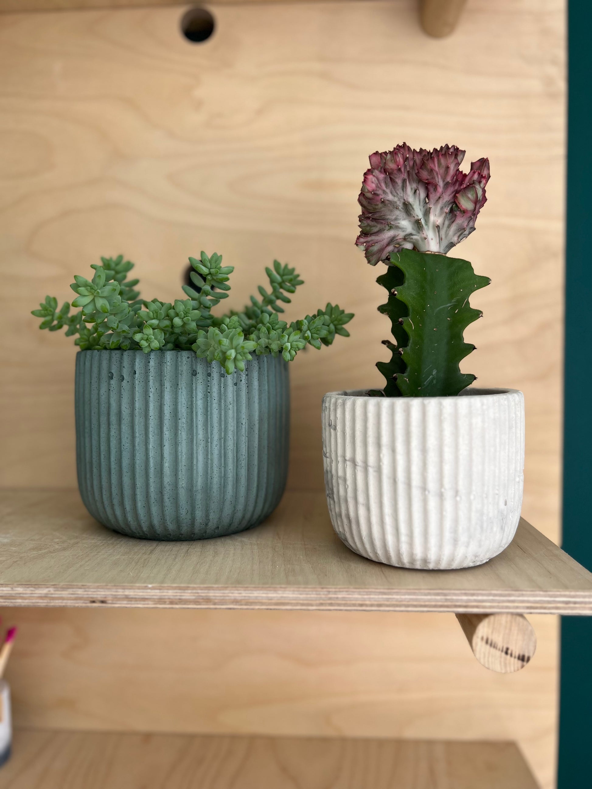 The Ribbed Pot – Concrete & Cacti