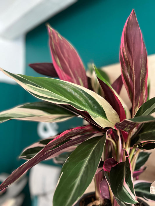 Mixed Calathea