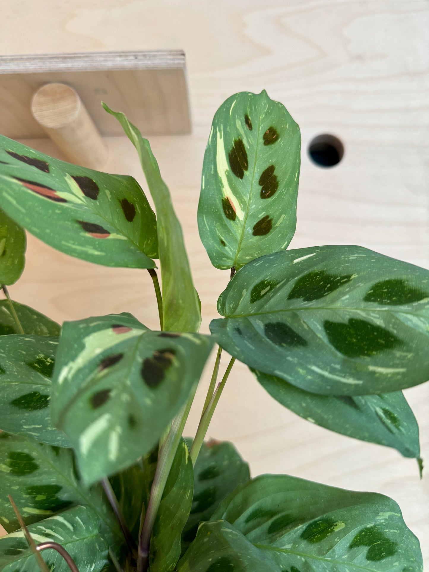 Variegated Maranta Leuconeura Kercho