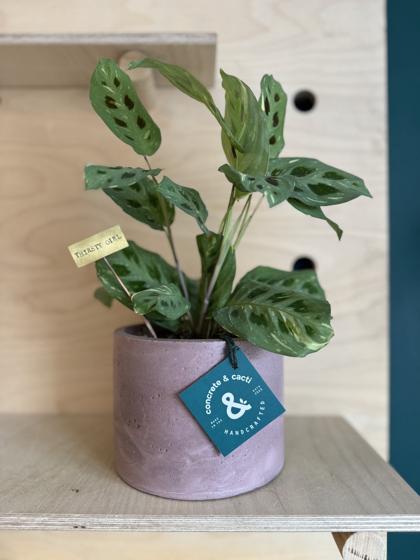 Variegated Maranta Leuconeura Kercho