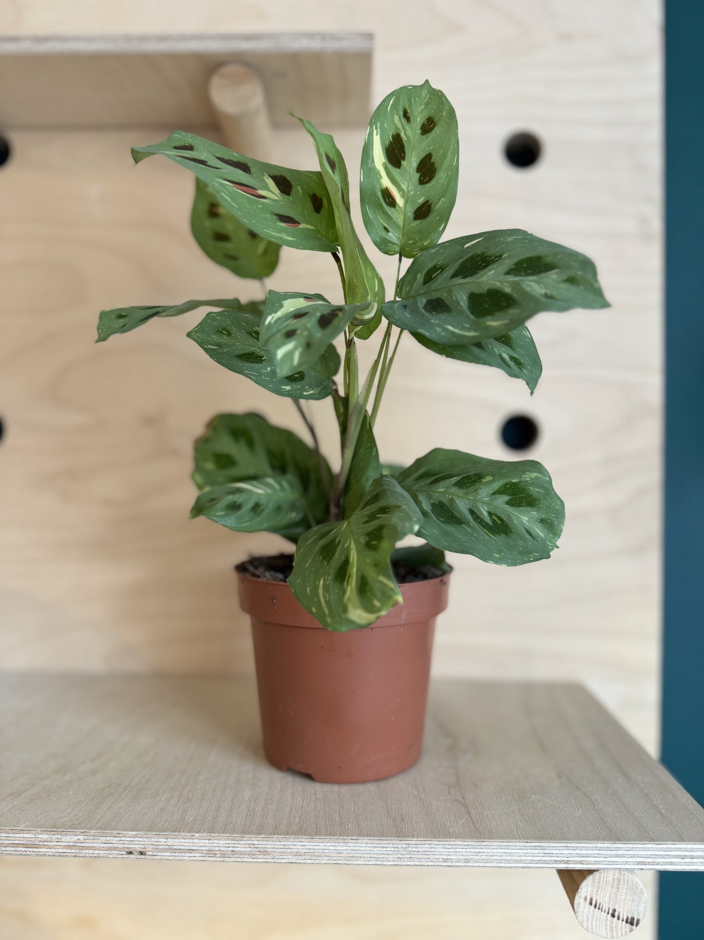 Variegated Maranta Leuconeura Kercho