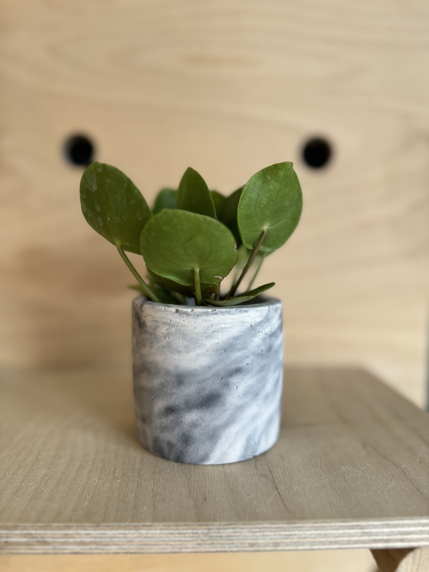 Pilea Peperomioides, Chinese Money Plant