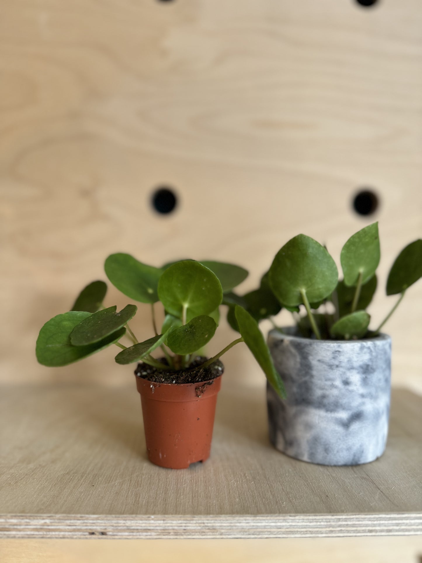 Pilea Peperomioides, Chinese Money Plant