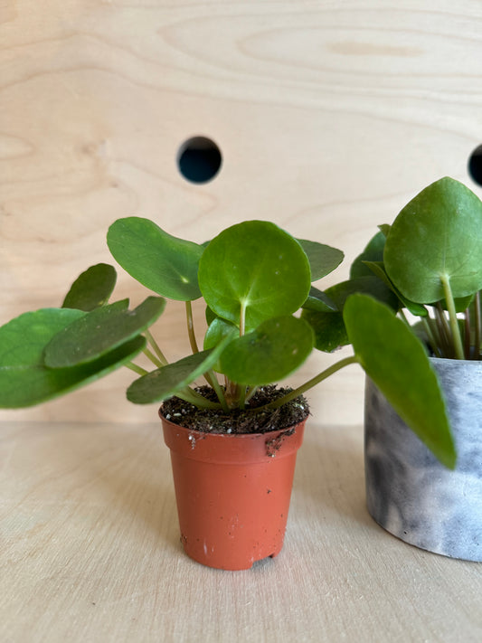 Pilea Peperomioides, Chinese Money Plant