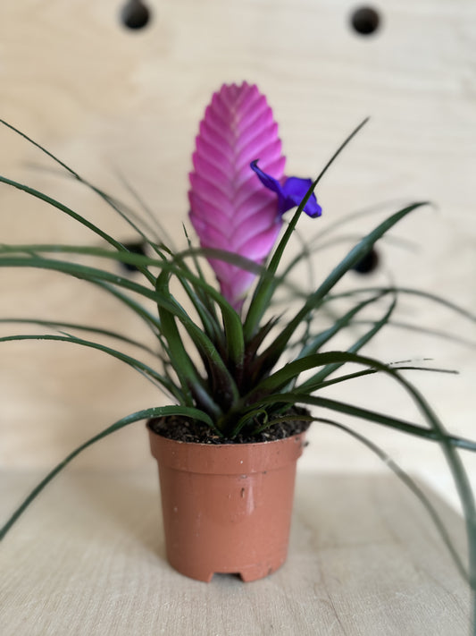 Pink Quill Plant - Tillandsia Cyanea