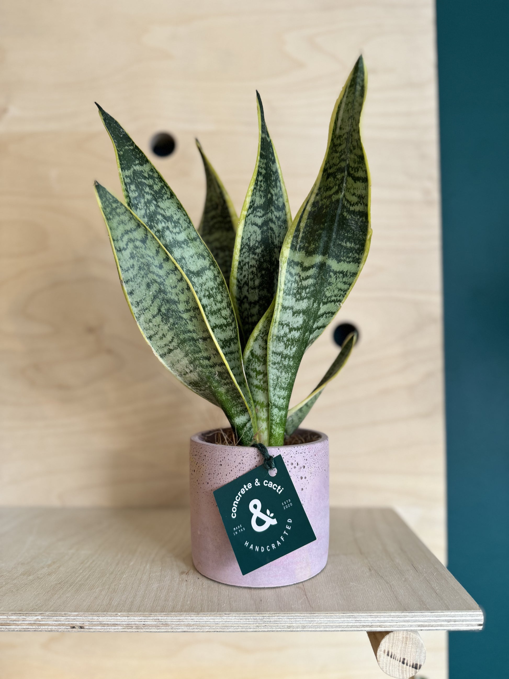 sansevieria snakey Sansevieria, Snake Plant – Concrete & Cacti