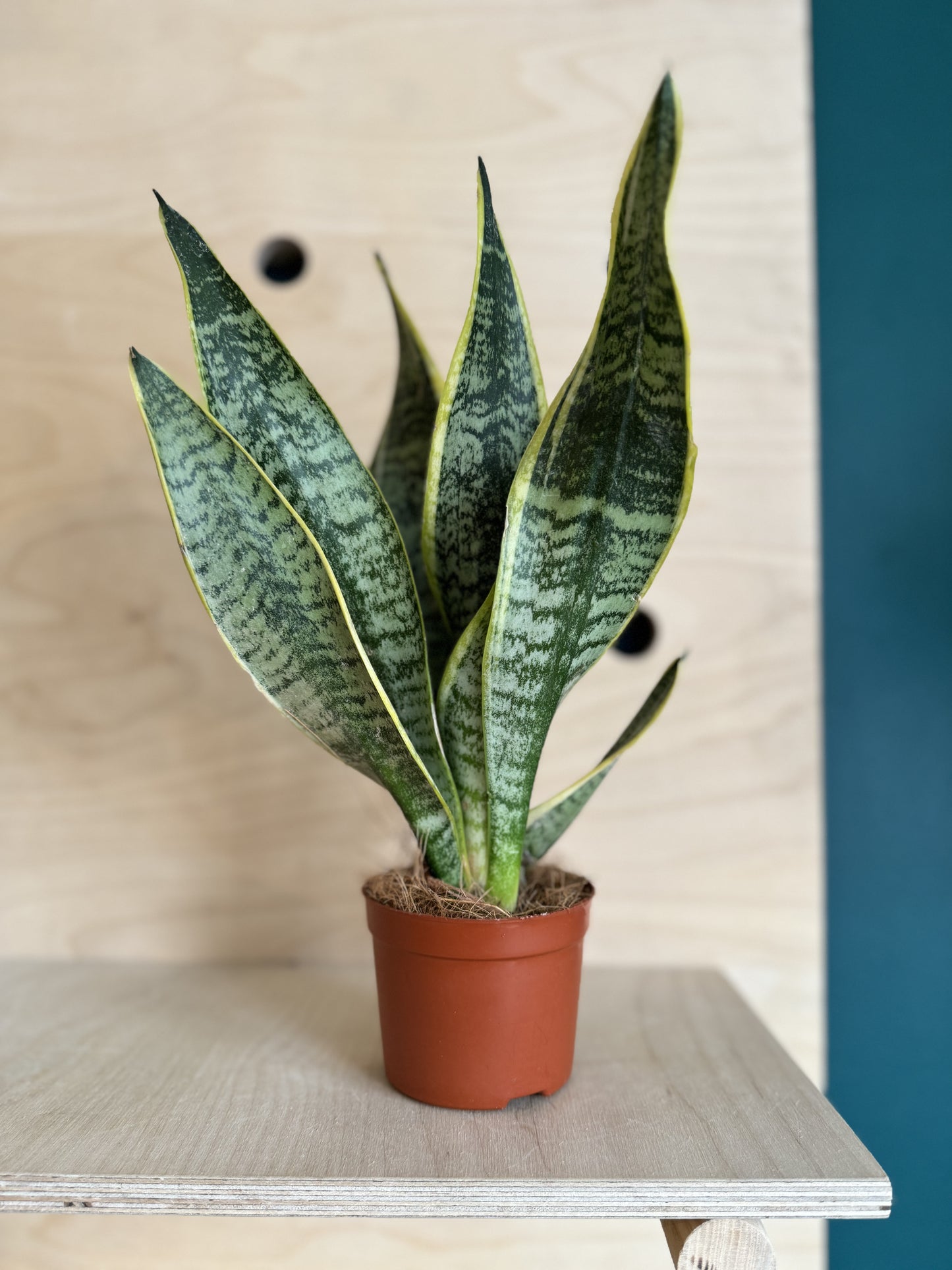gnats snake plant Sansevieria, Snake Plant – Concrete & Cacti