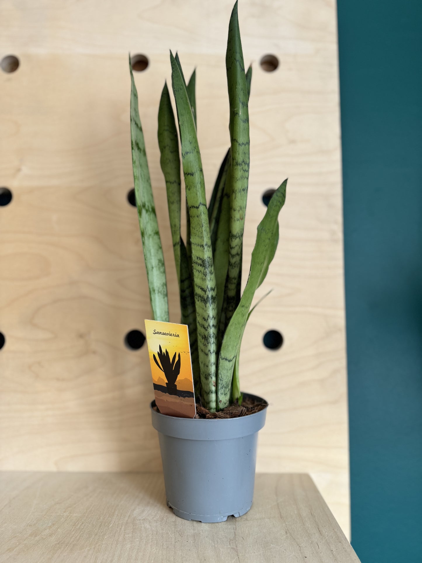 Sansevieria, Snake Plant