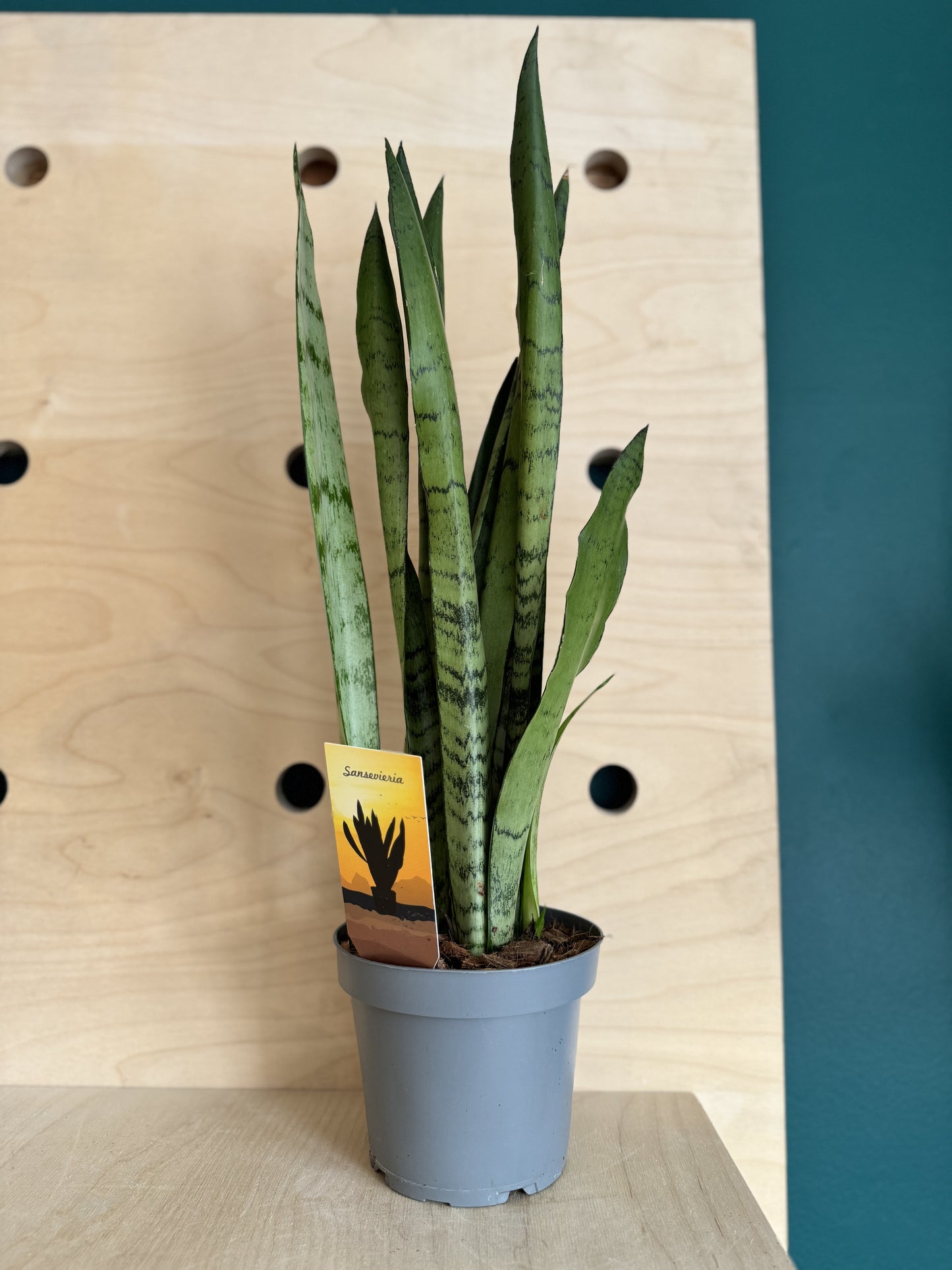 Sansevieria, Snake Plant