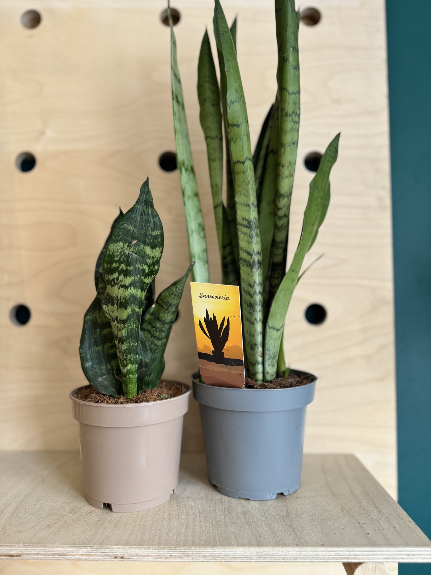 Sansevieria, Snake Plant