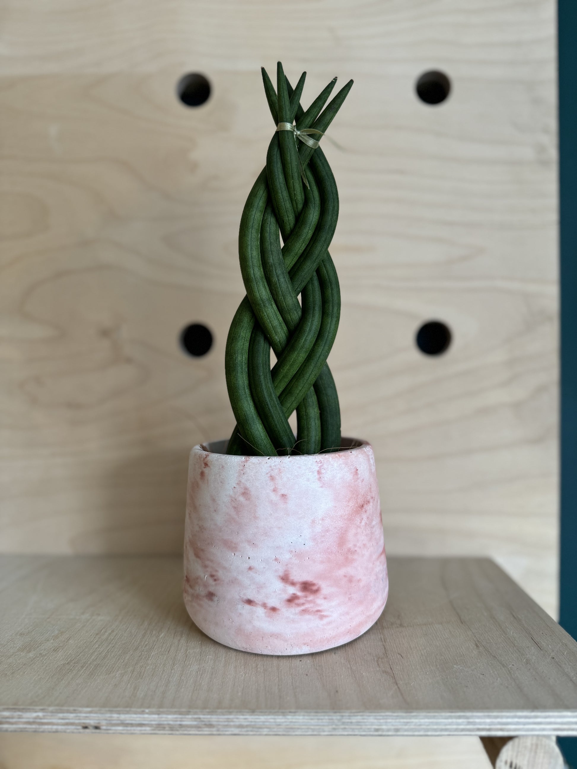 braided python snake plant Sansevieria Cylindrica Braided/Plaited Indoor Snake Plant – Concrete & Cacti