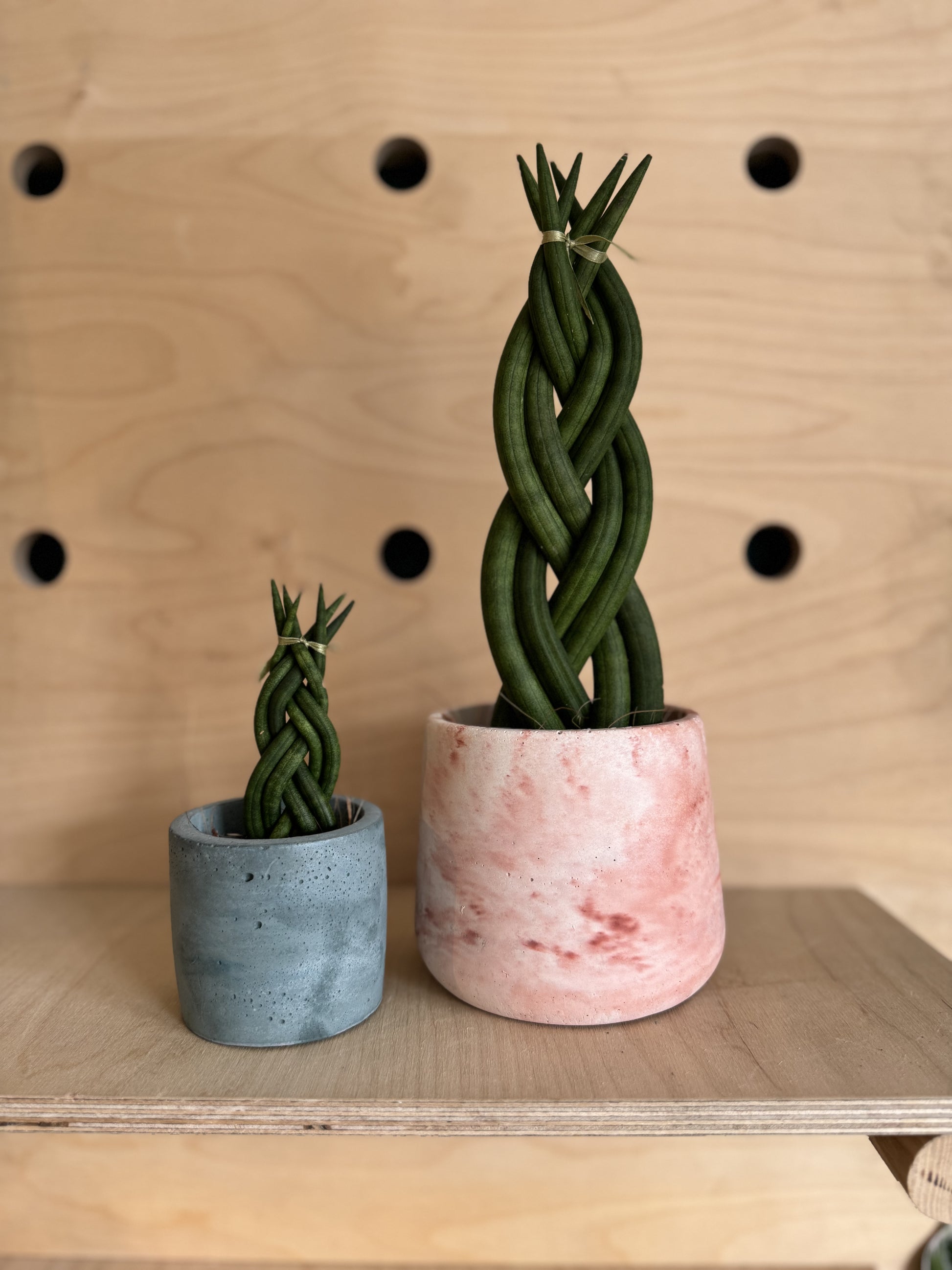 braided snake plant growth Sansevieria Cylindrica Braided/Plaited Indoor Snake Plant – Concrete & Cacti