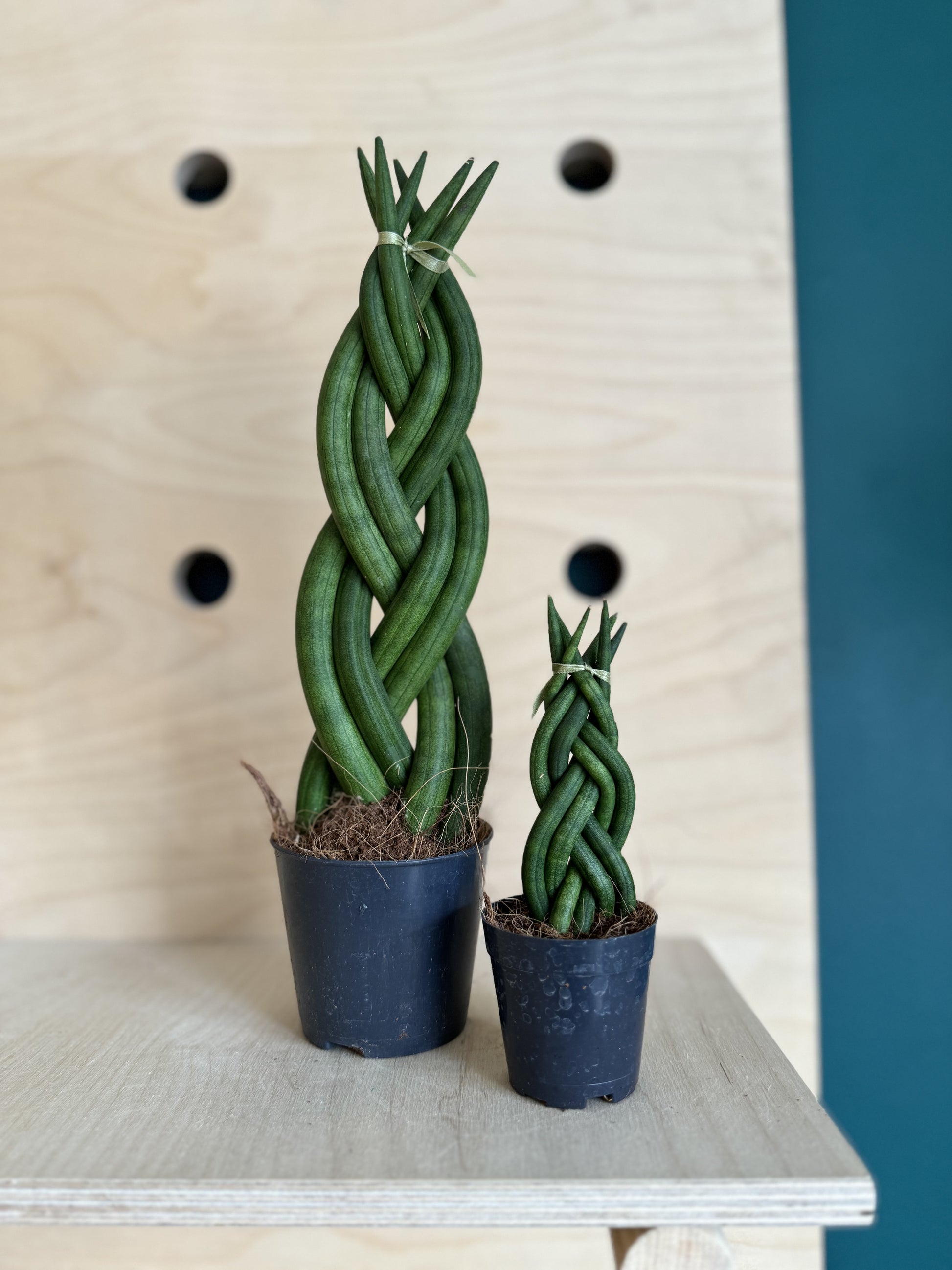 braid snake plant Sansevieria Cylindrica Braided/Plaited Indoor Snake Plant – Concrete & Cacti