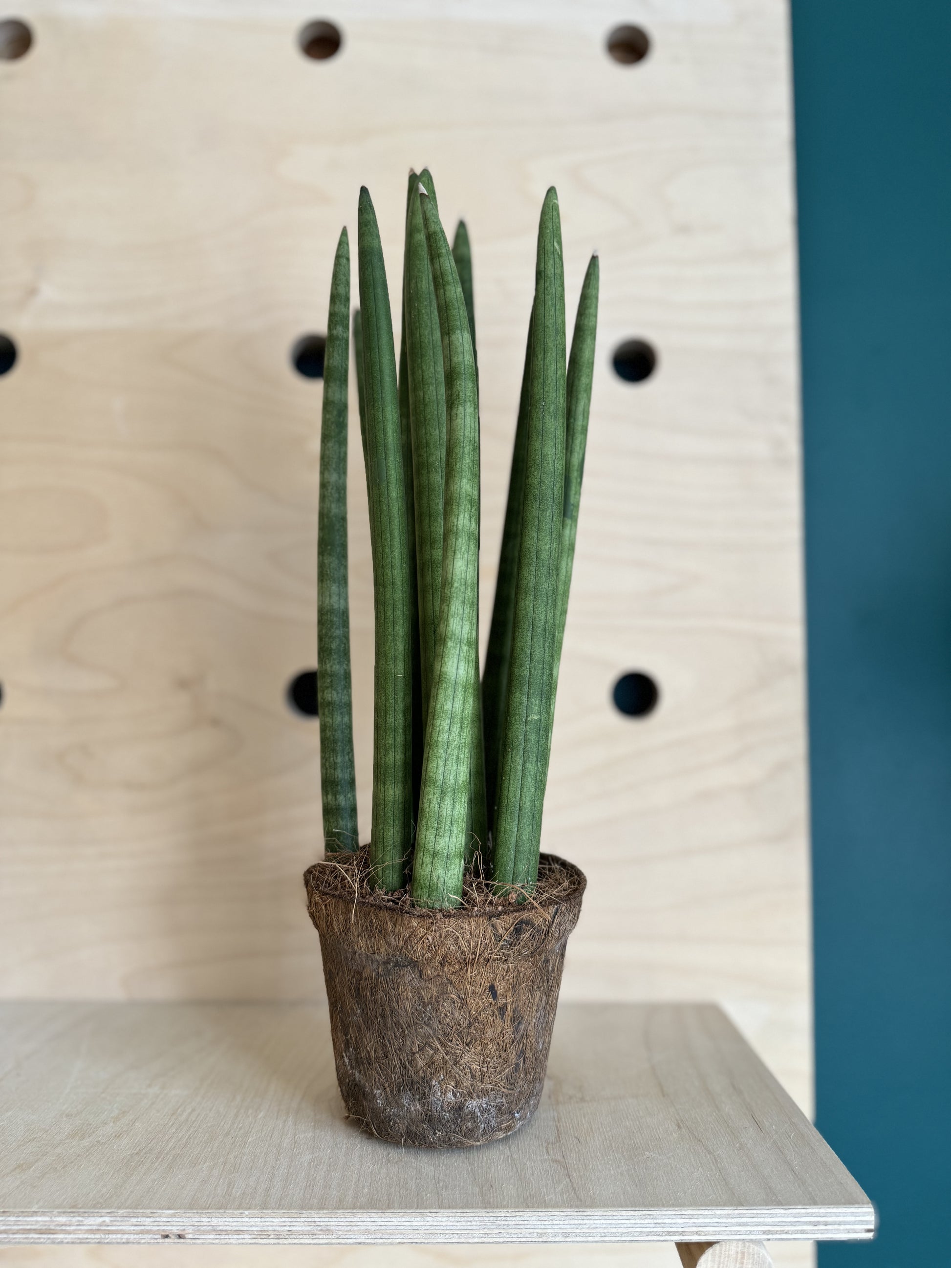 sansevieria cylindrica mohawk Sansevieria Cylindrica Straight – Concrete & Cacti
