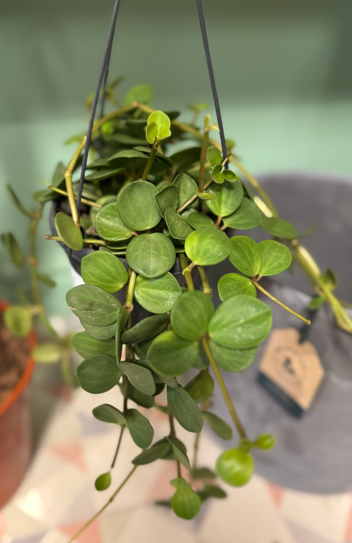 Pepperomia Hope