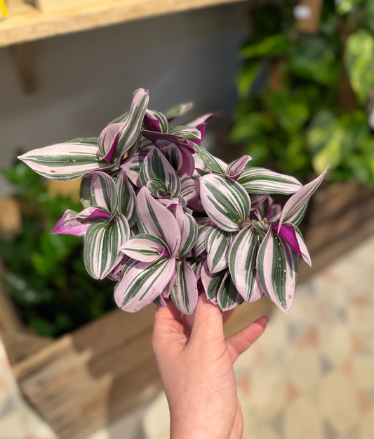 Tradescantia Zebrina