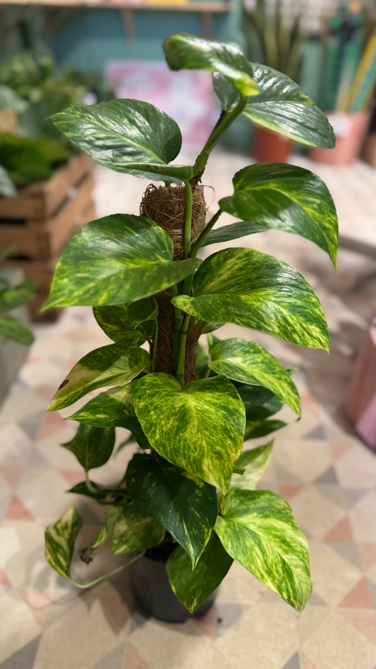 Golden Pothos
