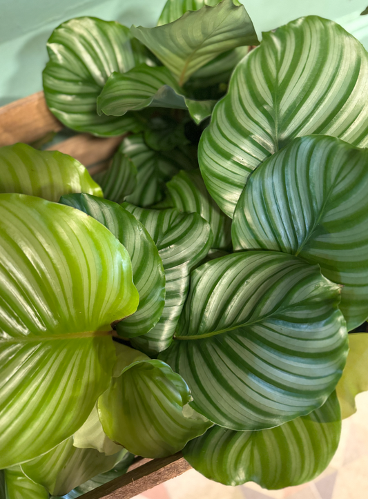 Calathea Orbifolia