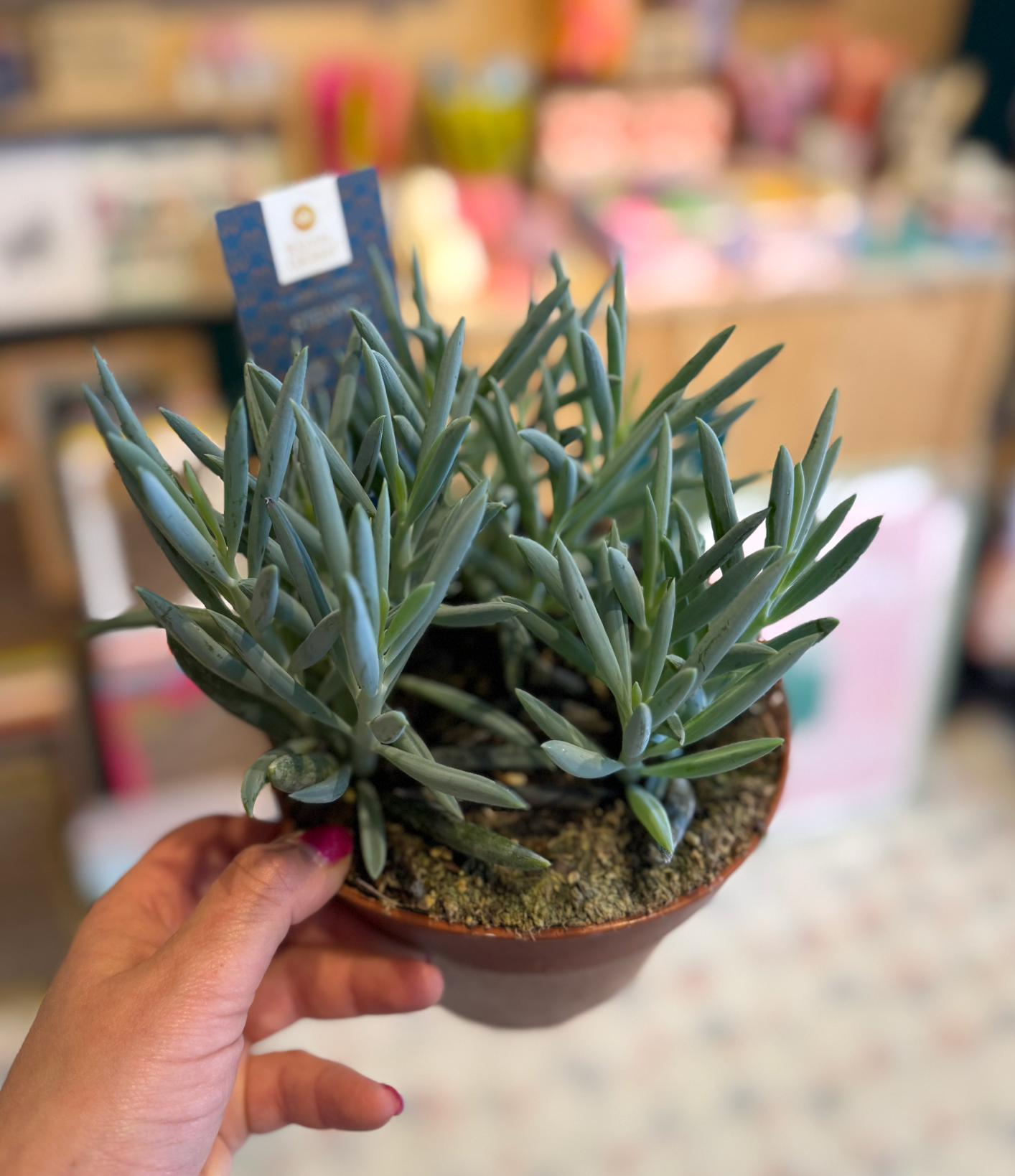 Mount Everest Succulent