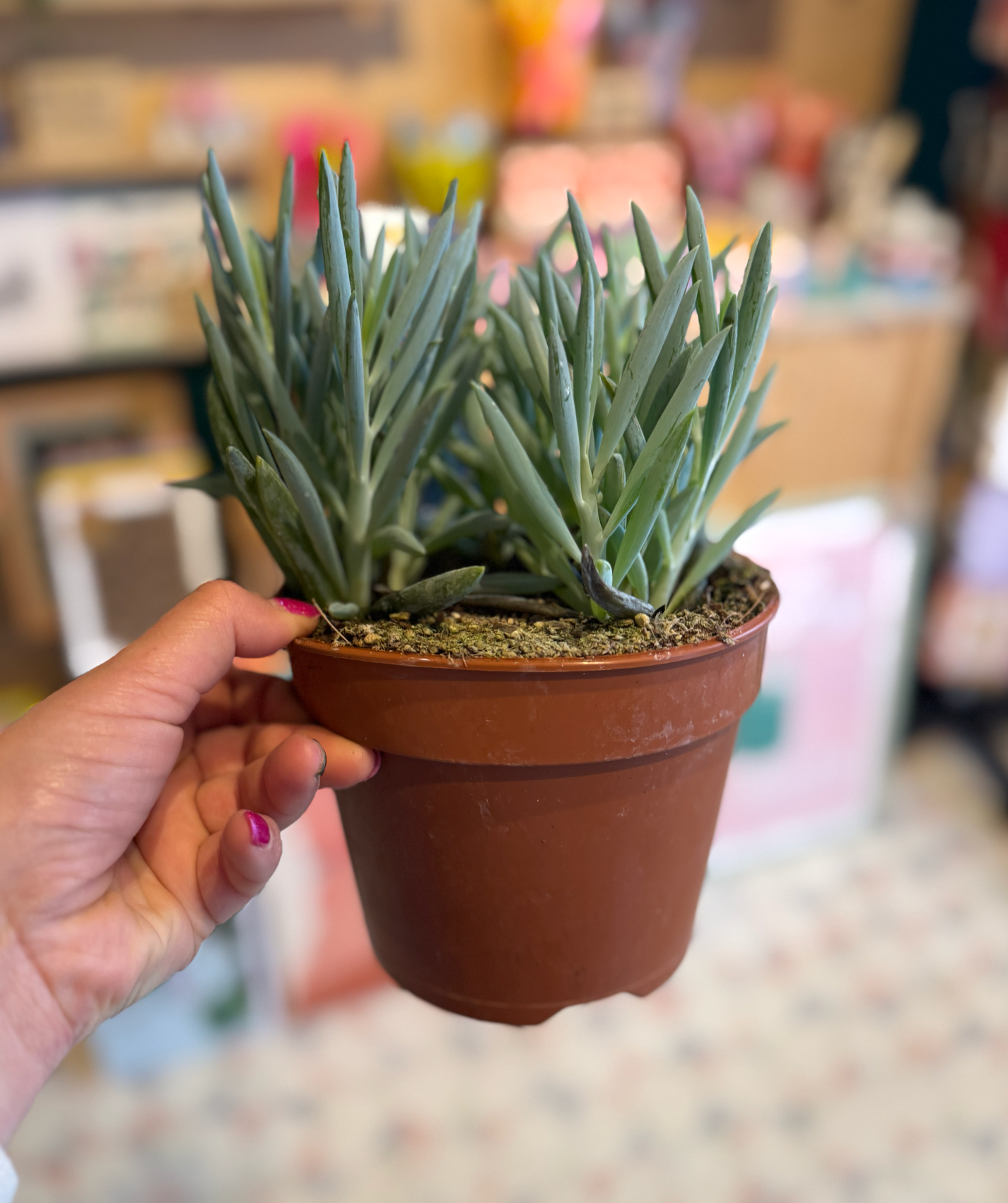 Mount Everest Succulent