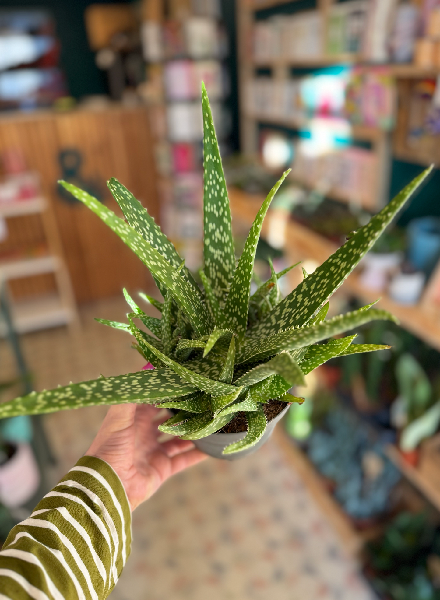 Aloe Vera