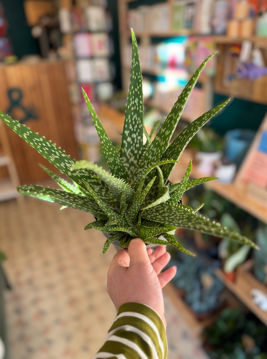 Aloe Vera