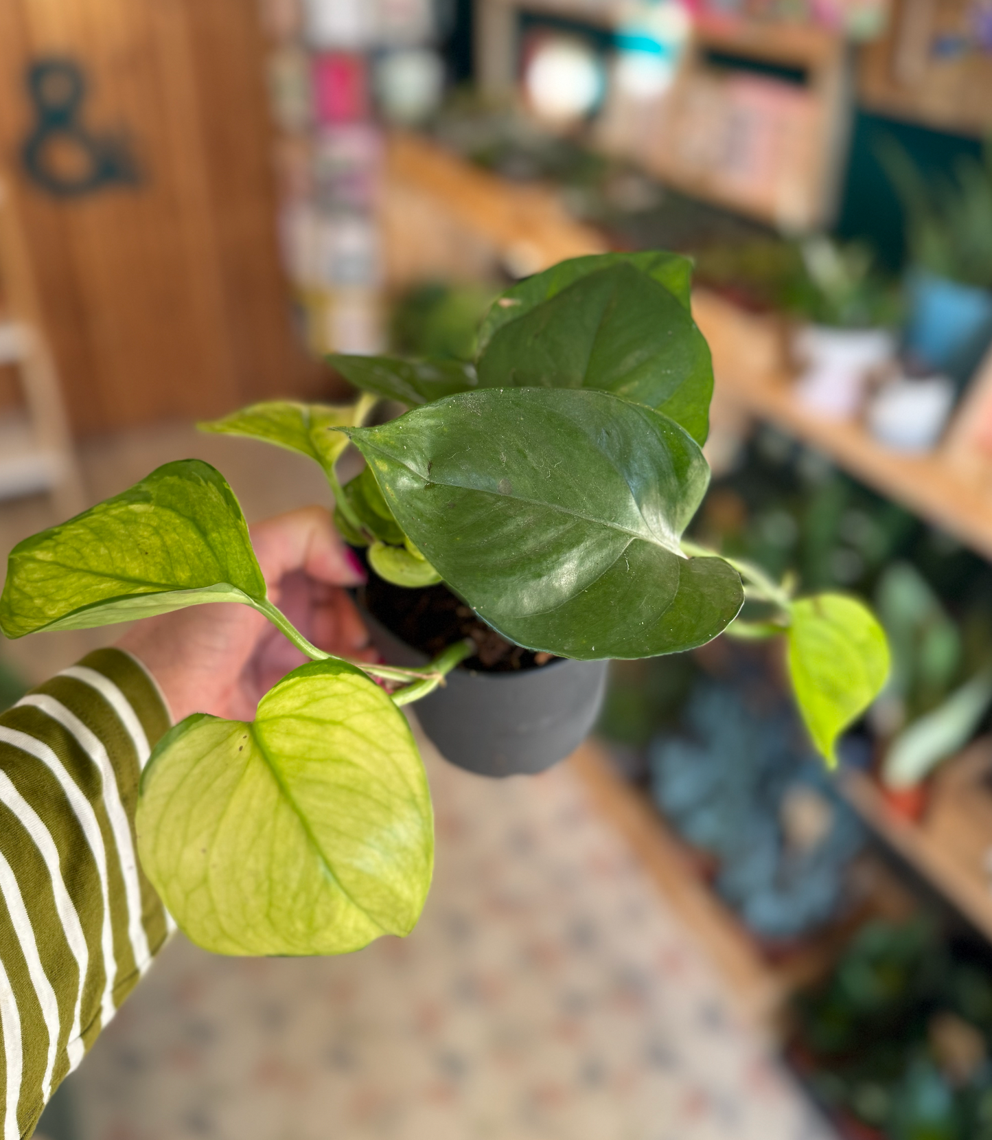 'Happy Leaf' Pothos