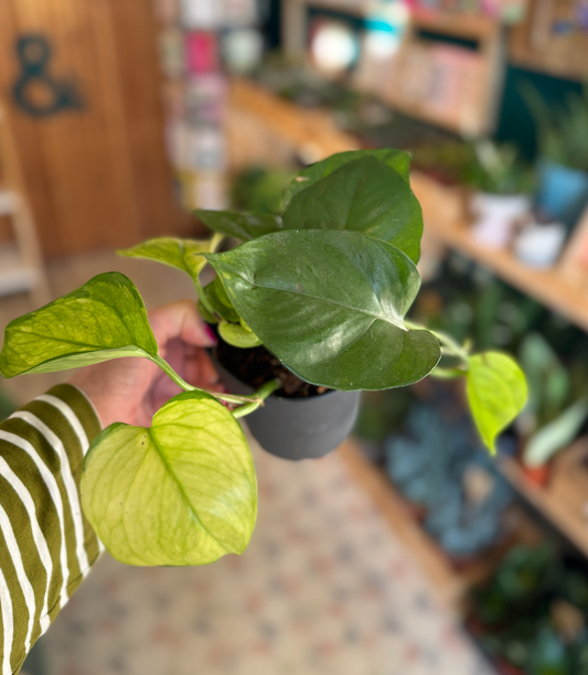 'Happy Leaf' Pothos