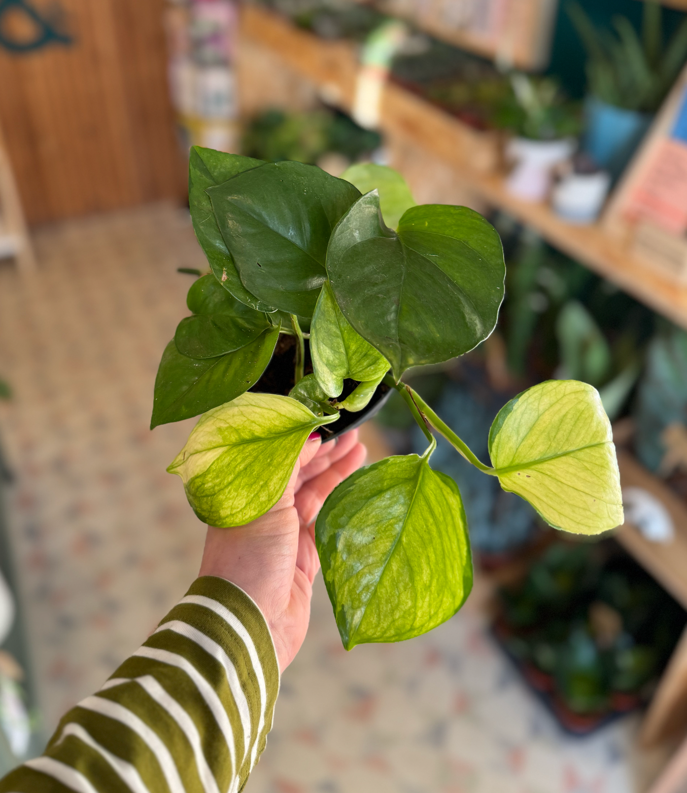 'Happy Leaf' Pothos