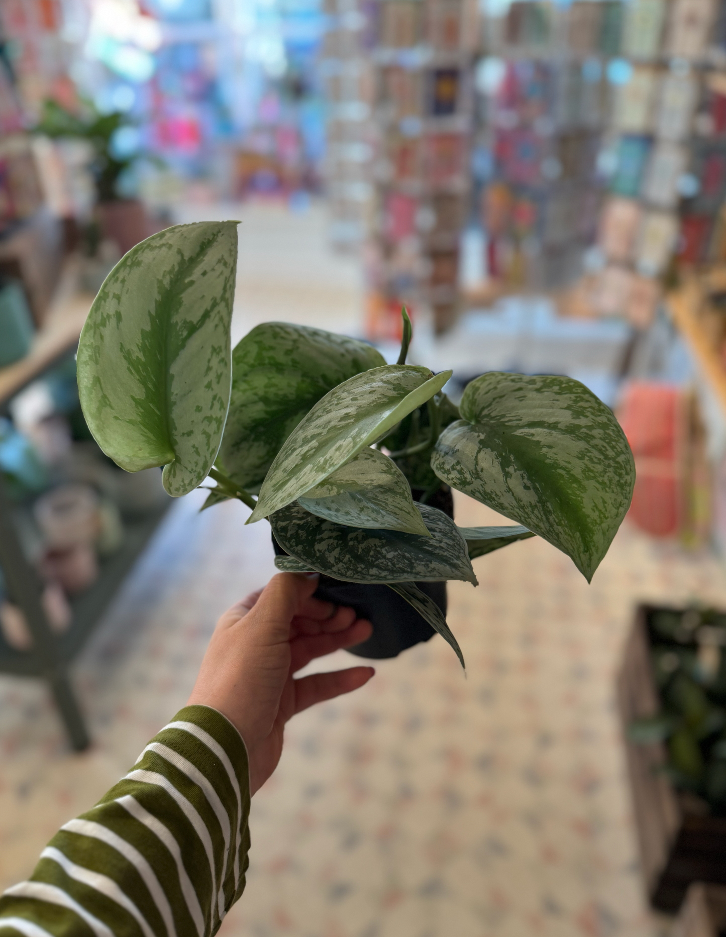 Satin Pothos