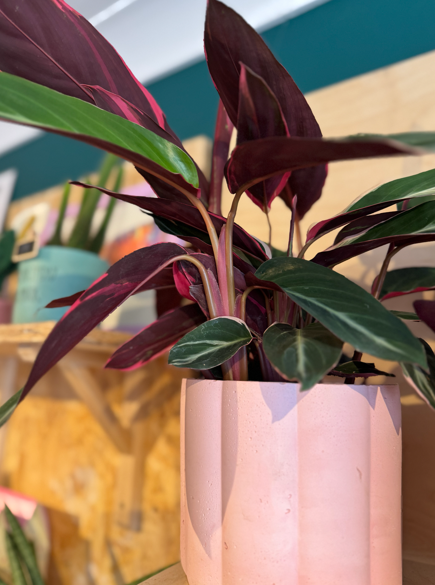 Stromanthe Sanguinea 'Triostar'