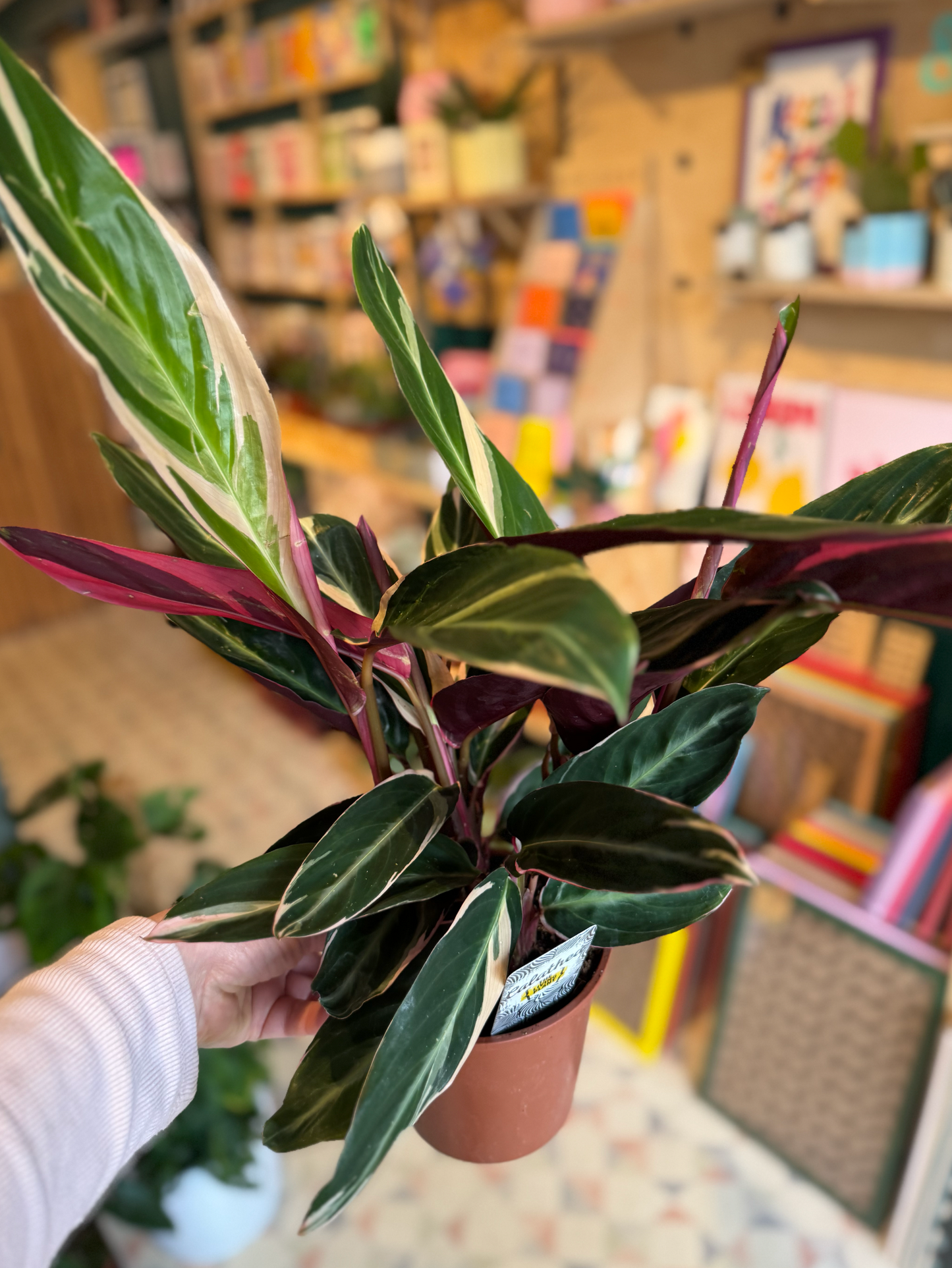Stromanthe Sanguinea 'Triostar'