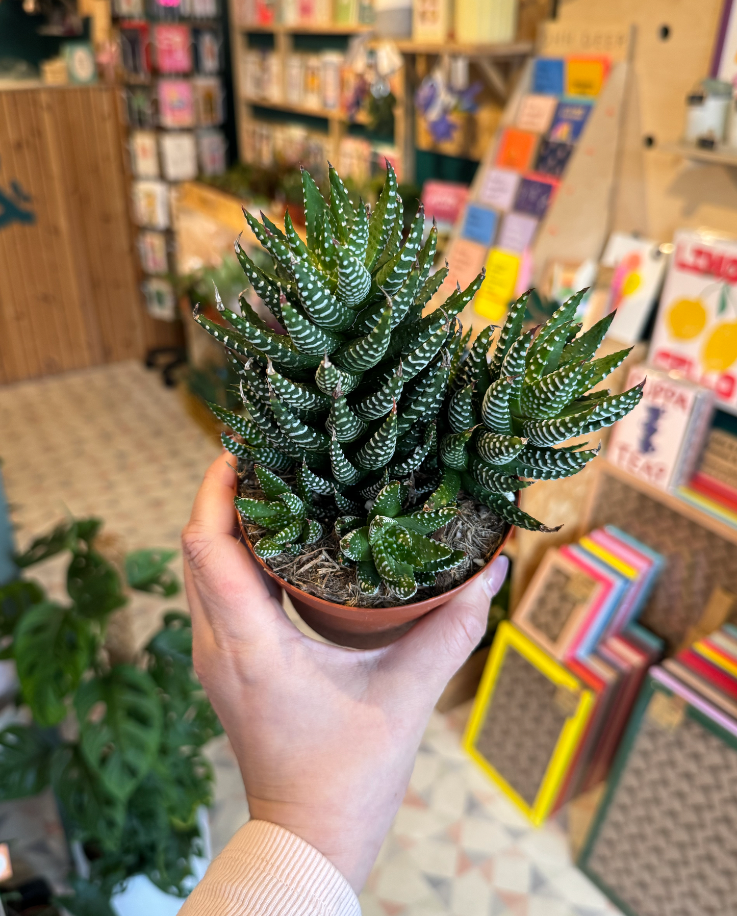 Haworthia Fasciata