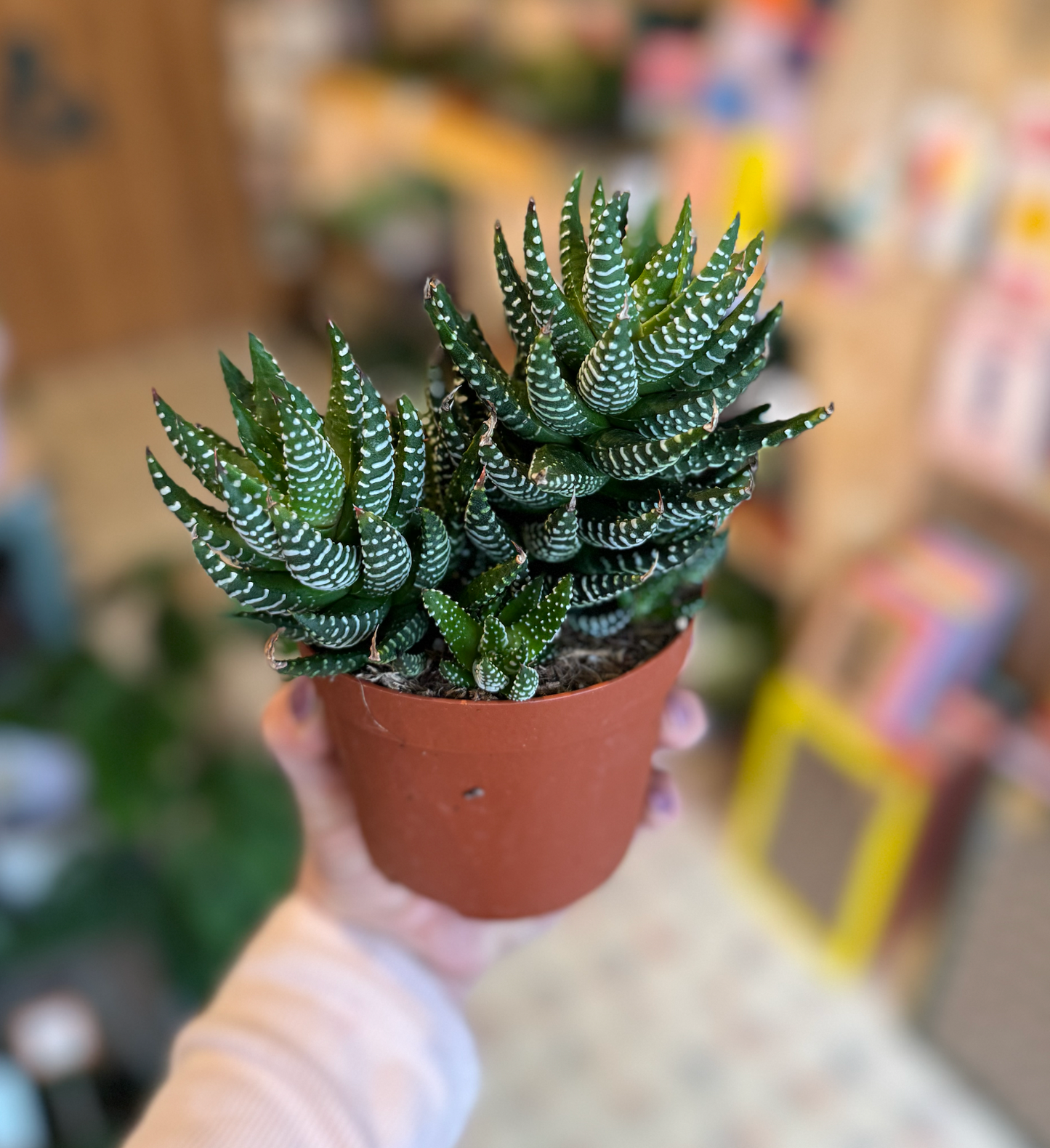 Haworthia Fasciata