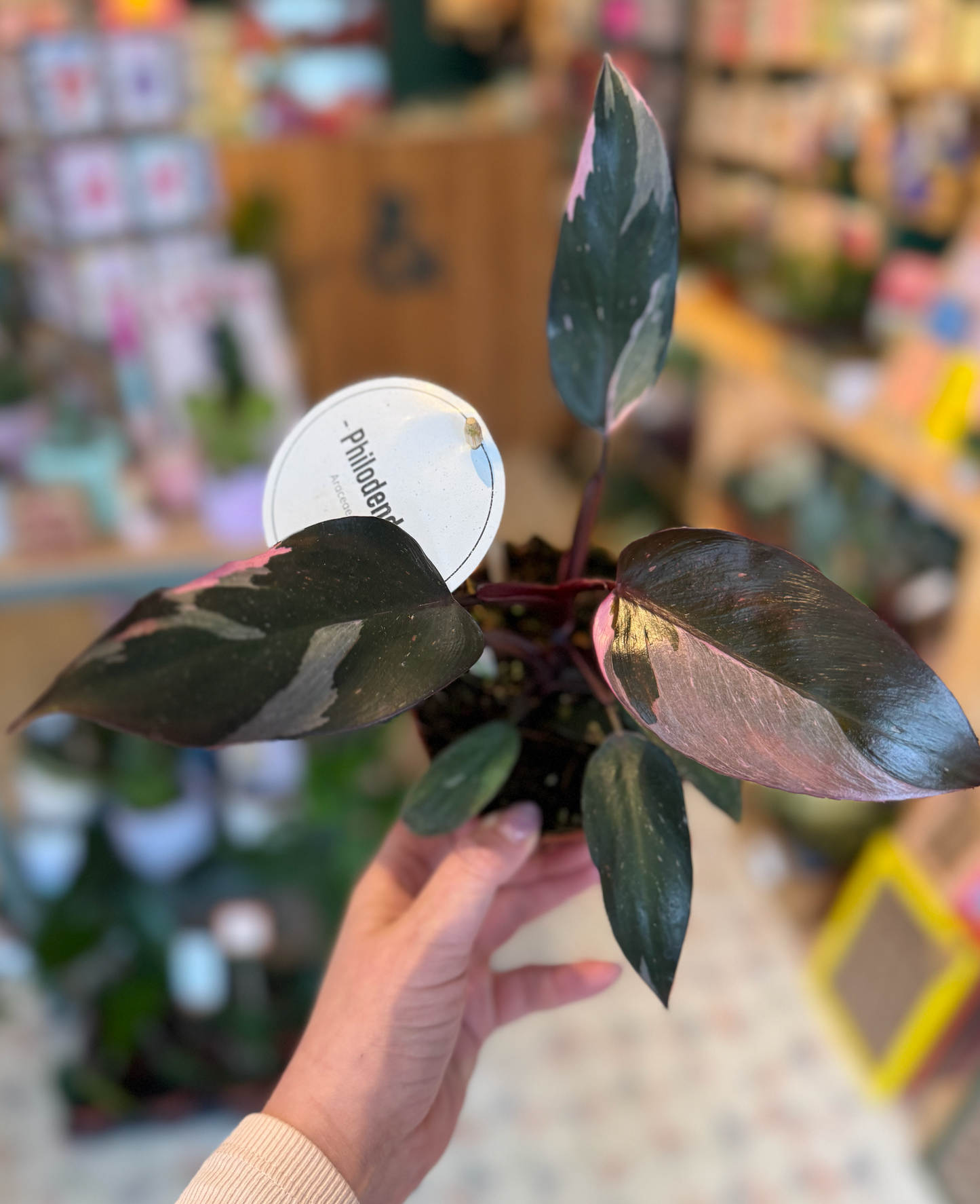 Philodendron Pink Princess