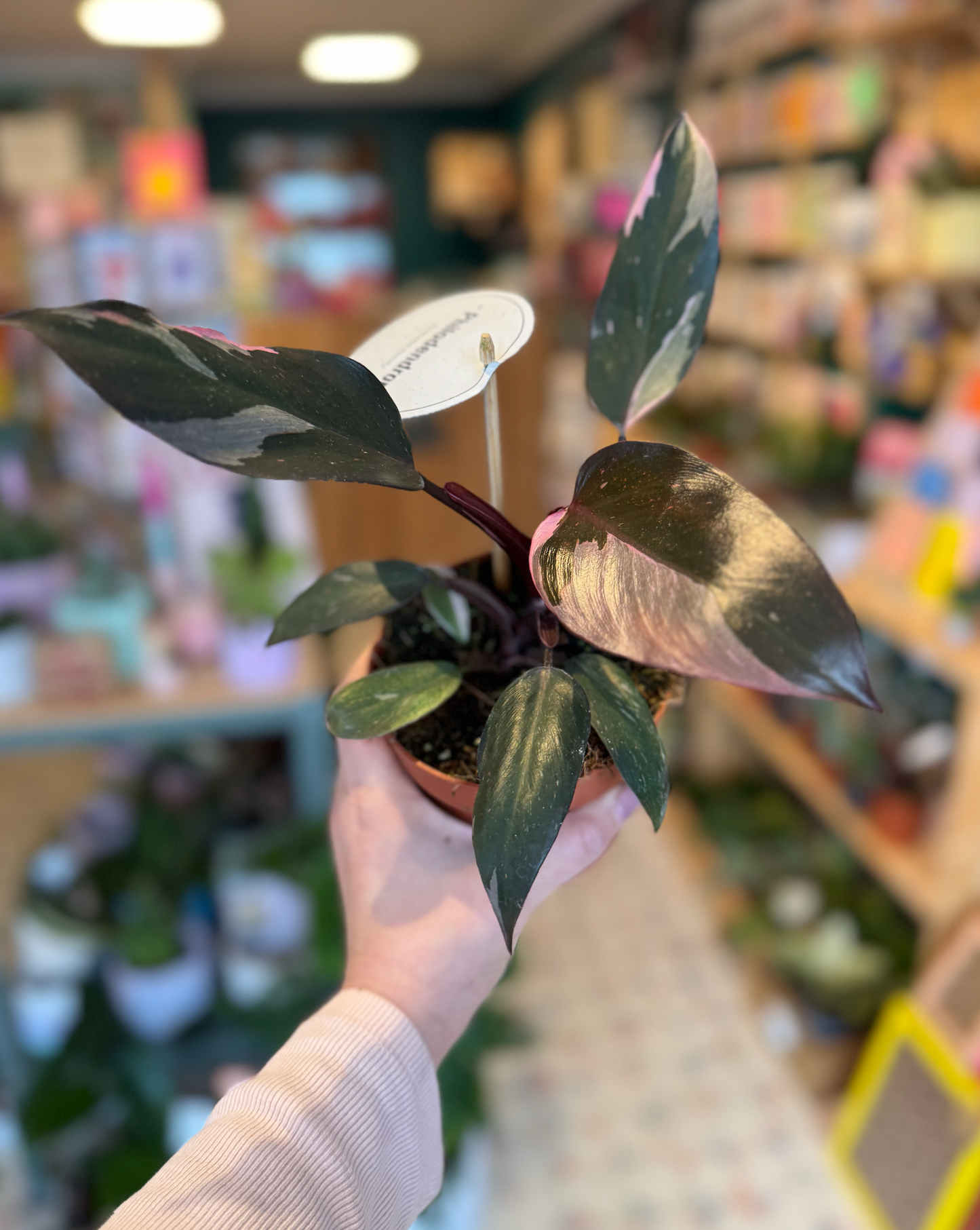 Philodendron Pink Princess