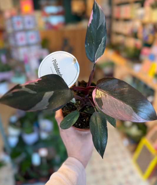 Philodendron Pink Princess