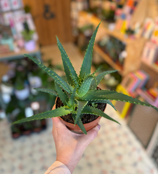Candelabra Aloe