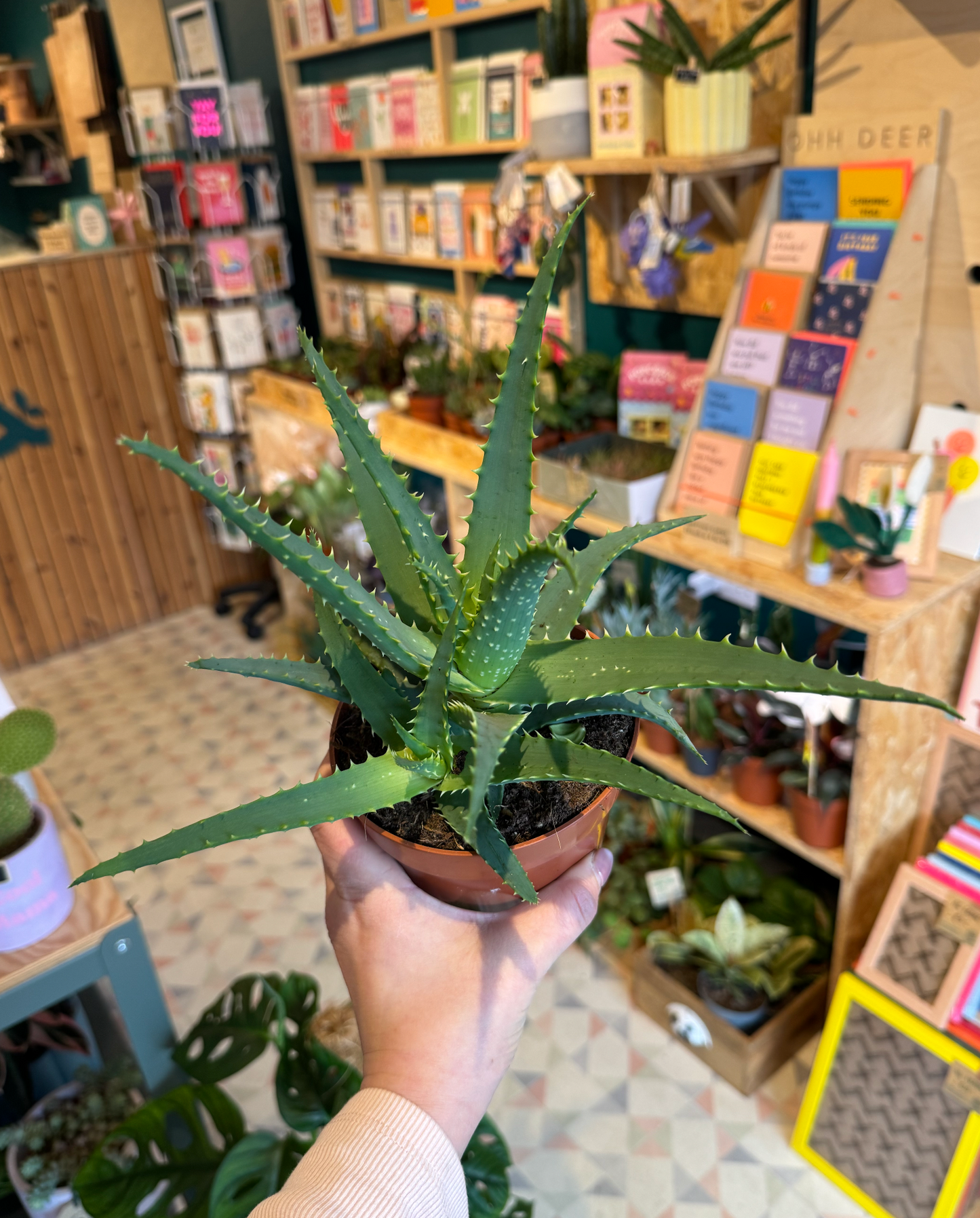 Candelabra Aloe