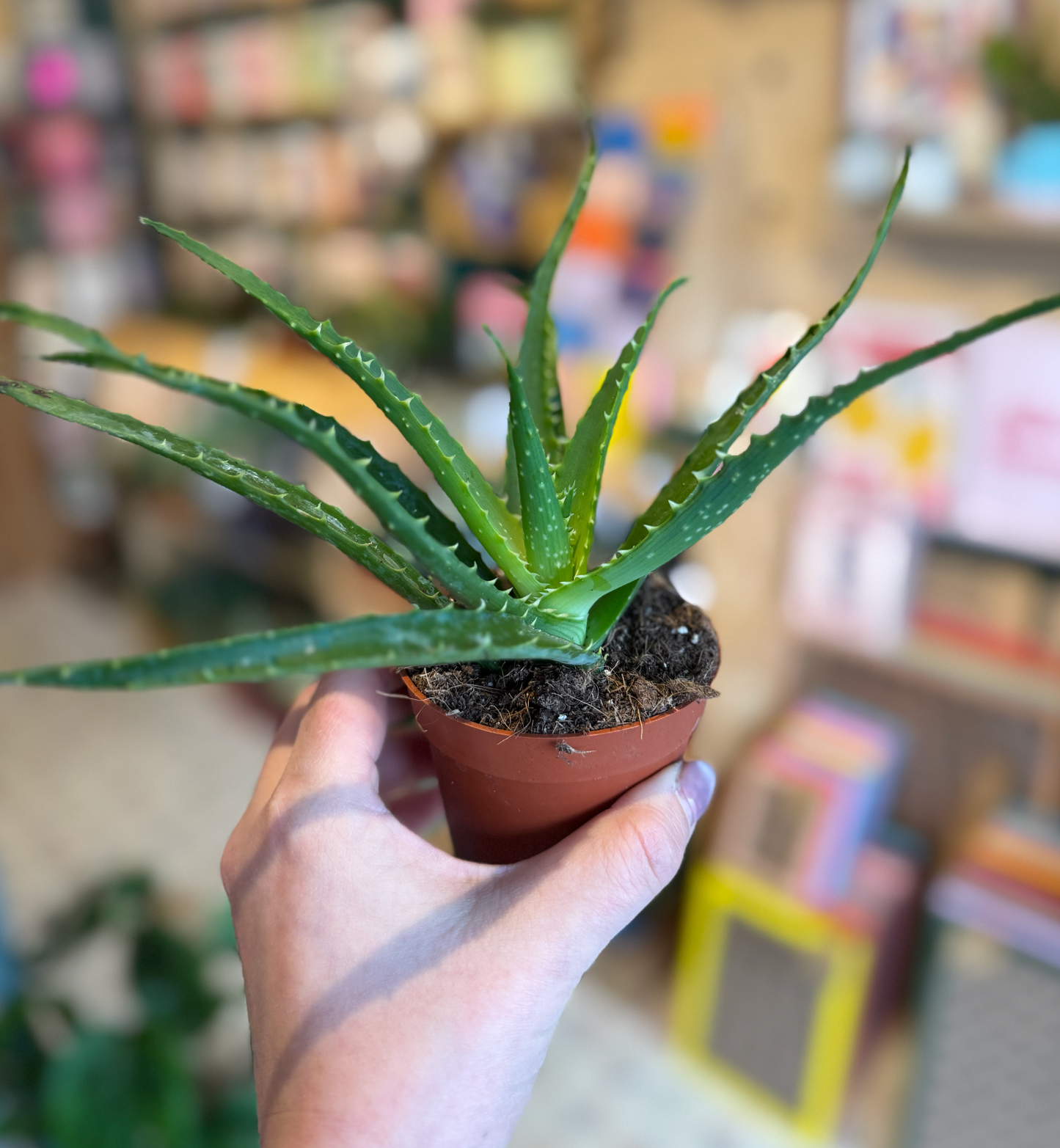 Candelabra Aloe