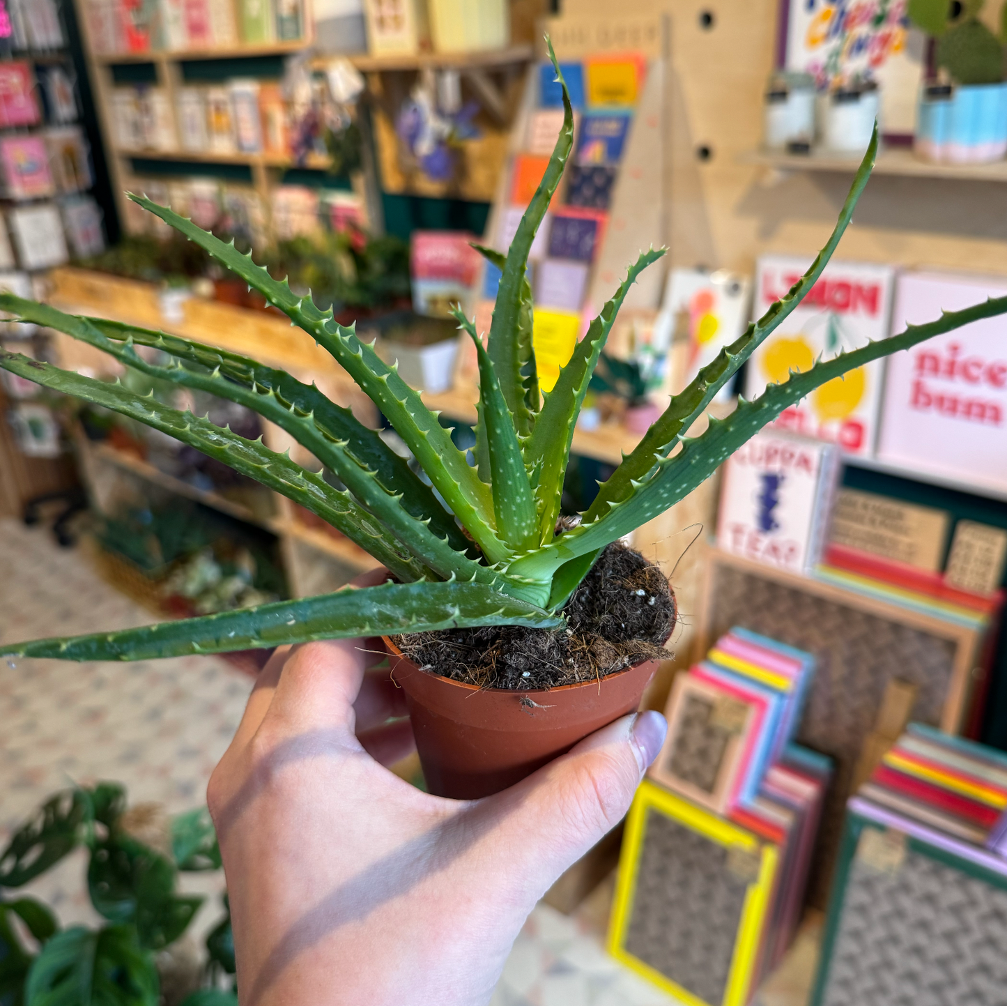 Candelabra Aloe